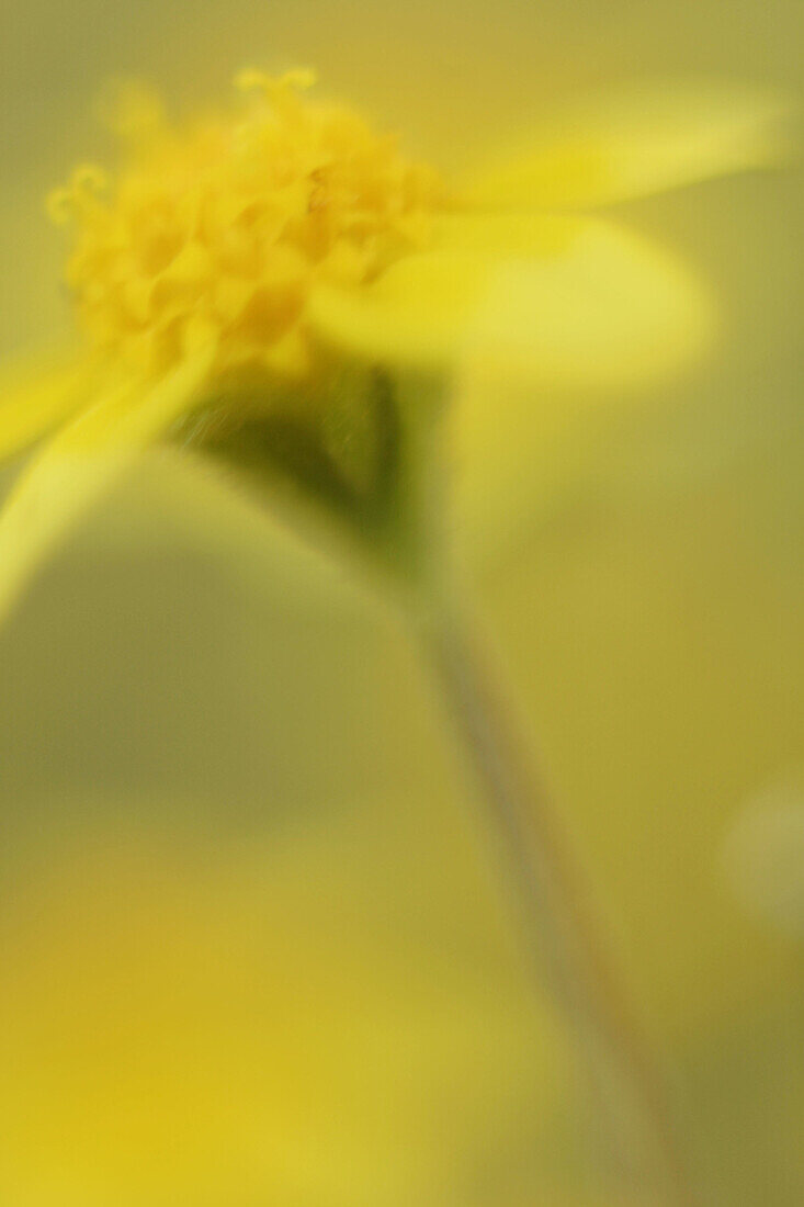 Goldfields (Lasthenia californica) is a wildflower found in California, USA