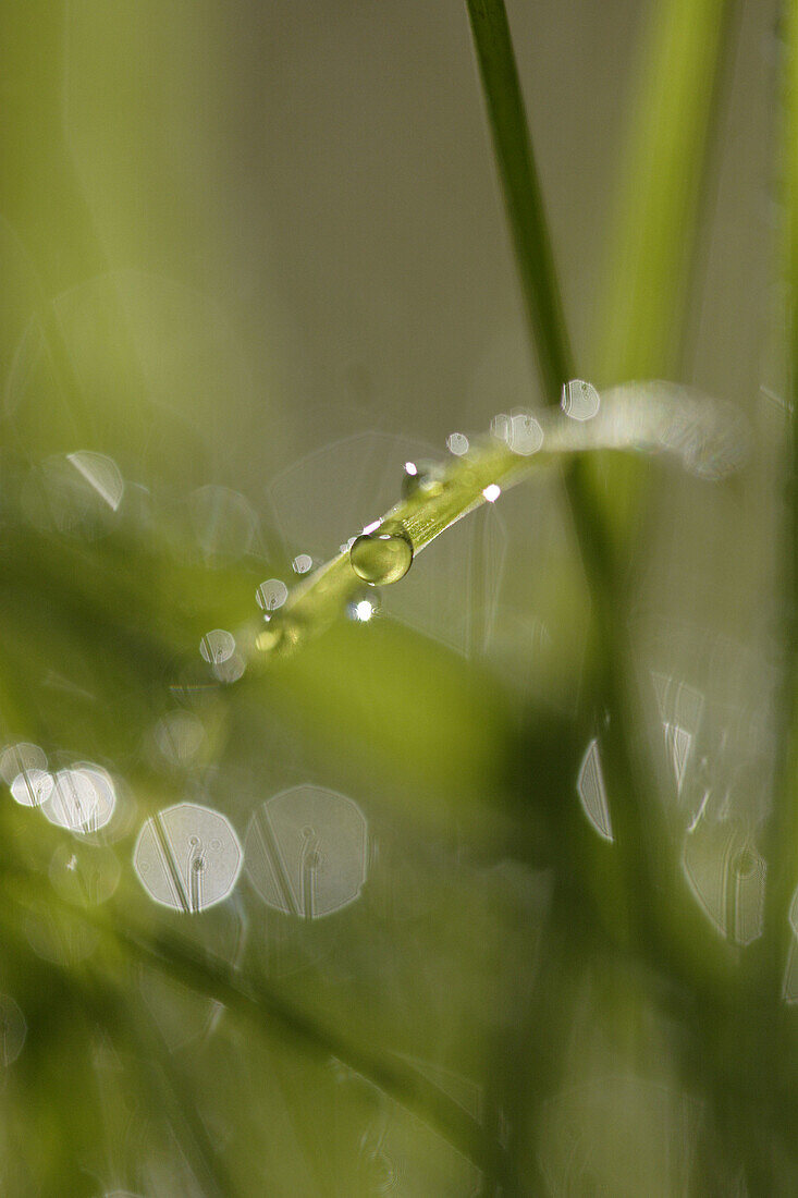 Dew drops on grass blades. Lawn in a garden in Noraström, Västernorrland, Norrland, Sweden, Europe