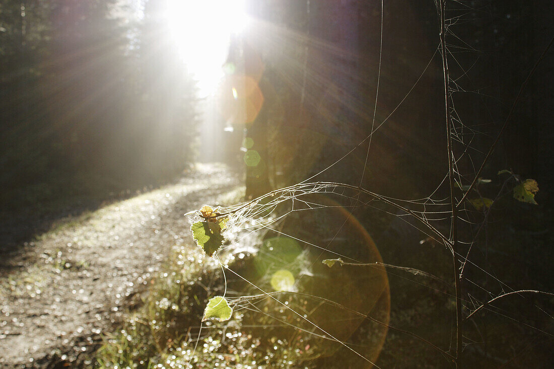 Dew is glittering on spiderwebs on a small birch sapling (Betula sp.), the sun is breaking through the mist. Forest path, Västernorrland, Norrland, Sweden, Scandinavia, Europe