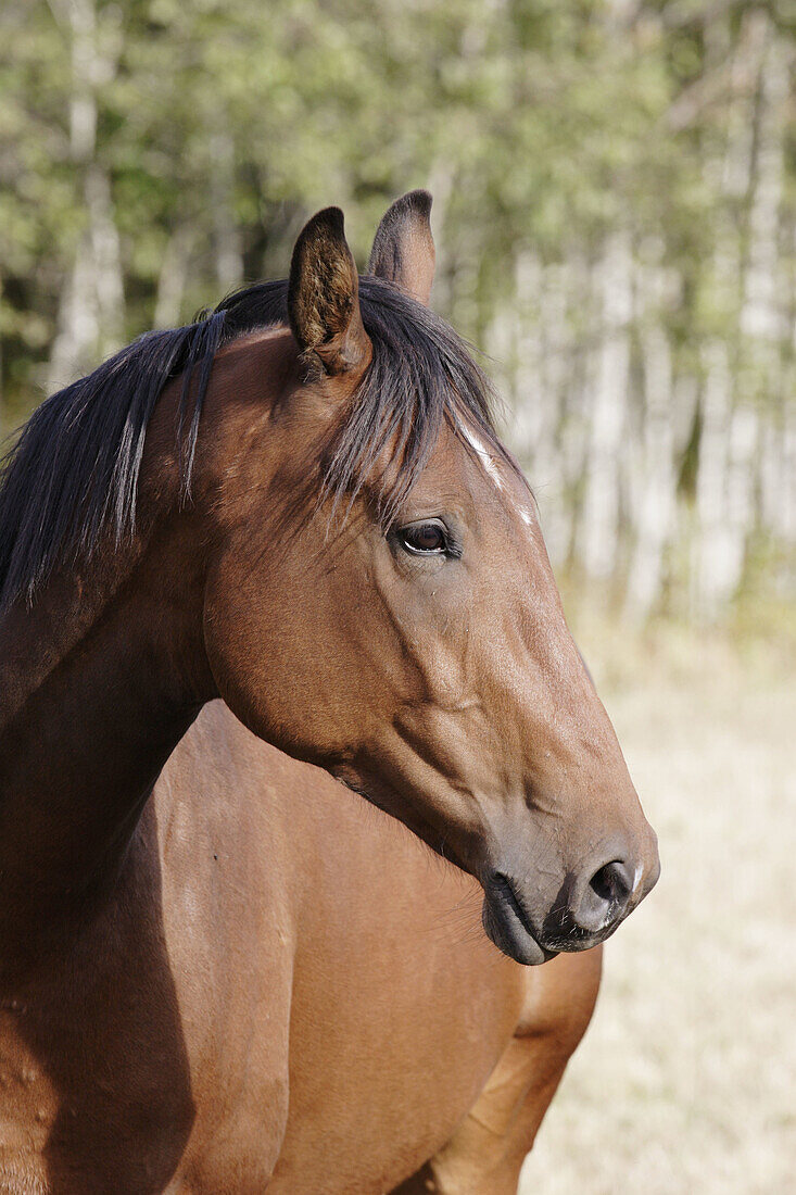 Brown horse on a meadow. Västernorrland, Norrland, Sweden, Scandinavia, Europe