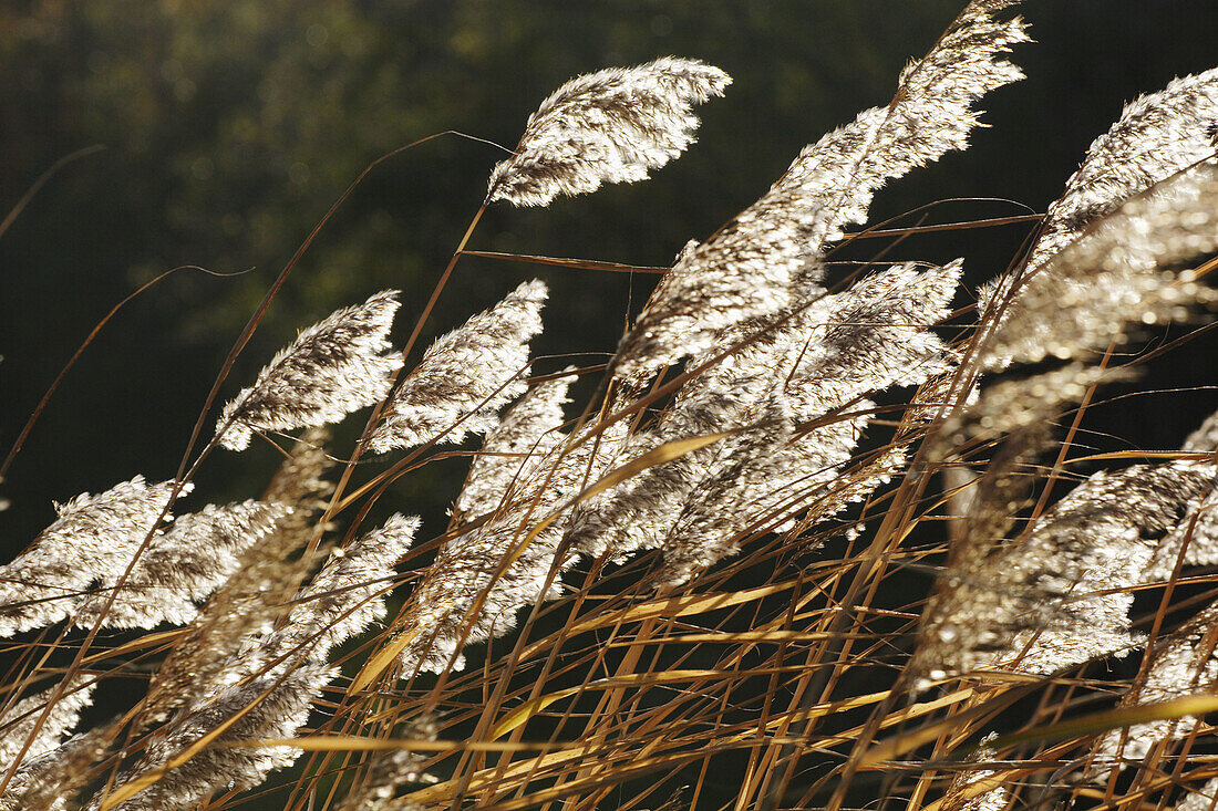 Common reed (Phragmites australis). Västernorrland, Norrland, Sweden, Scandinavia, Europe