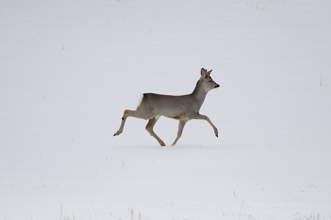 Young roe-buck Capreolus capreolus on a snow-covered meadow in late winter Västernorrland, Sweden