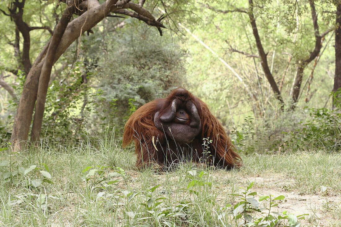 Orangutan, primate, monkey, male