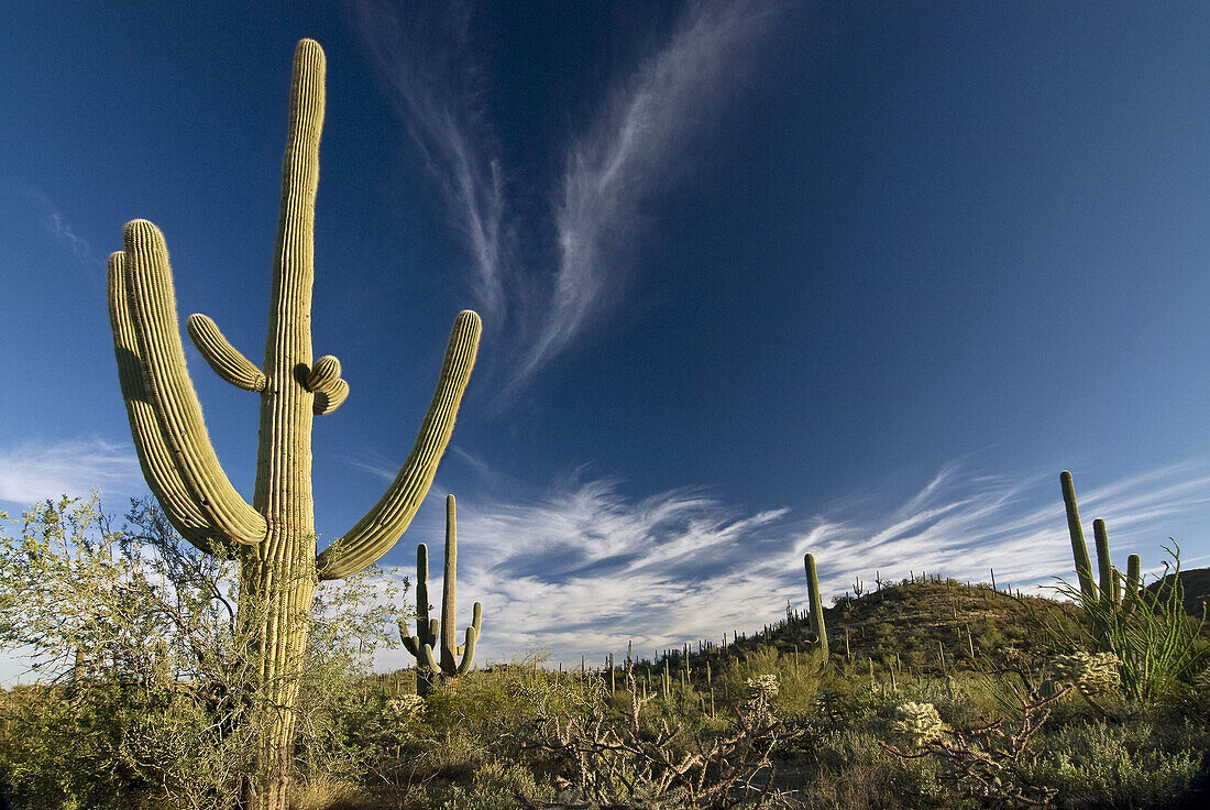 Saguaro cactus, Saguaro National Park, Tucson Mountain District, Arizona