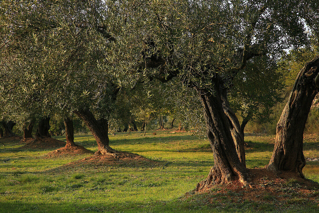 Olive grove, Soneja. Alto Palancia, Castellon province, Comunidad Valenciana, Spain