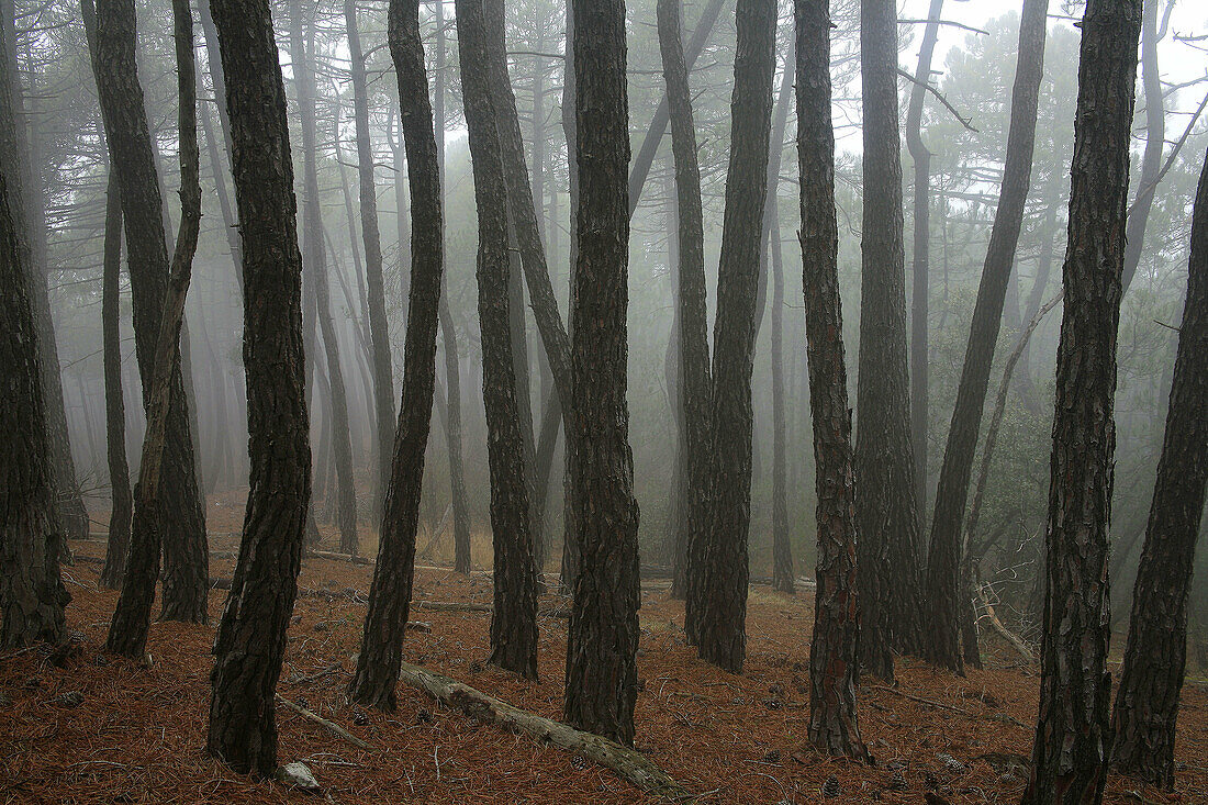 Maritime Pine (Pinus pinaster) forest, Monte Pina. Alto Palancia, Castellon province, Comunidad Valenciana, Spain