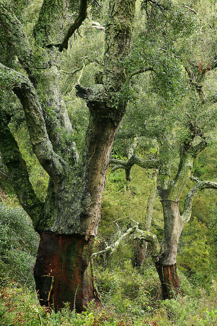 Trees in Mosquera ravine, Sierra de Espadan Natural Park. Castellon province, Comunidad Valenciana, Spain