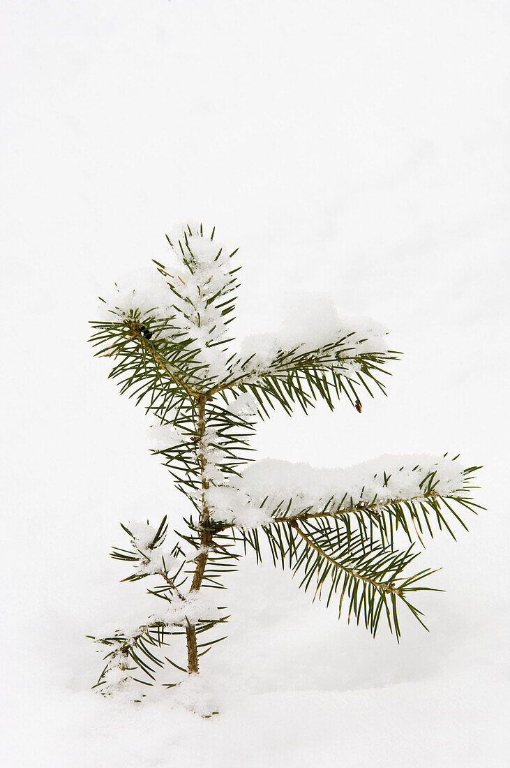 White spruce (Picea glauca) seedling branches with fresh snow