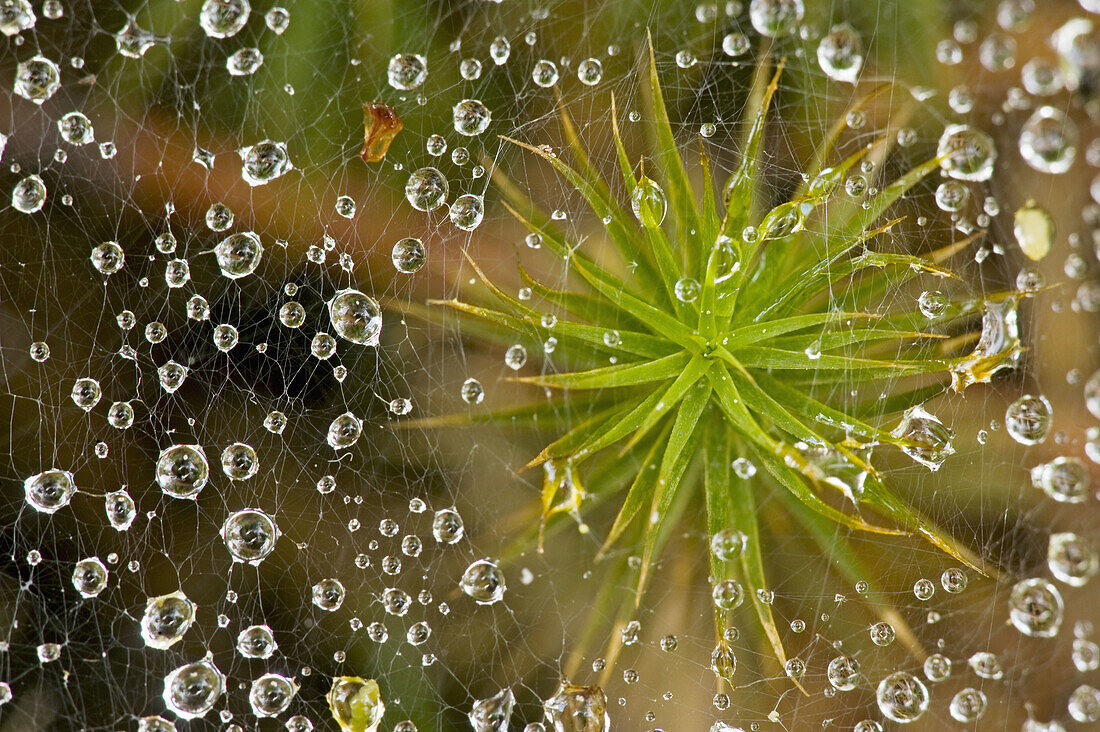 Grass spider web with raindrops and underlying moss