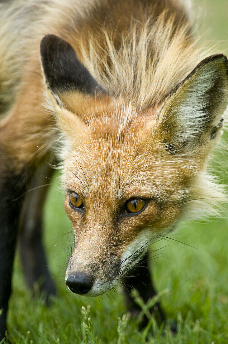 Red fox Vulpes vulpes Adult showing little fear loafing on cottage lawn