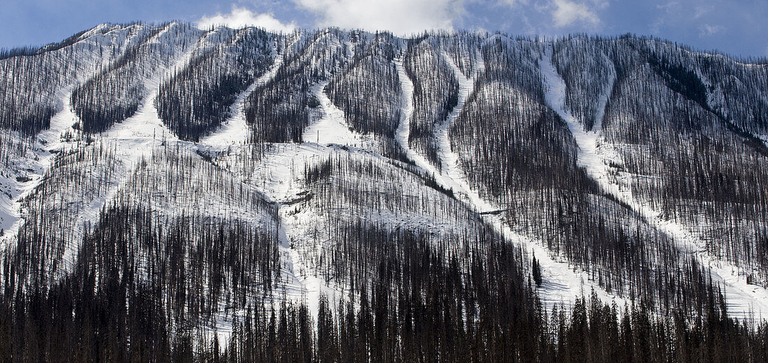 Mountain slopes with lodgepole pine forest burned by 2003 fire