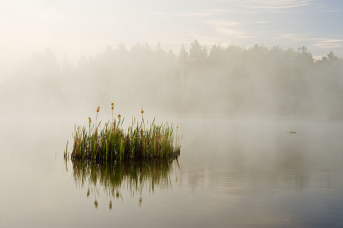 Beaver pond in pre-dawn fog