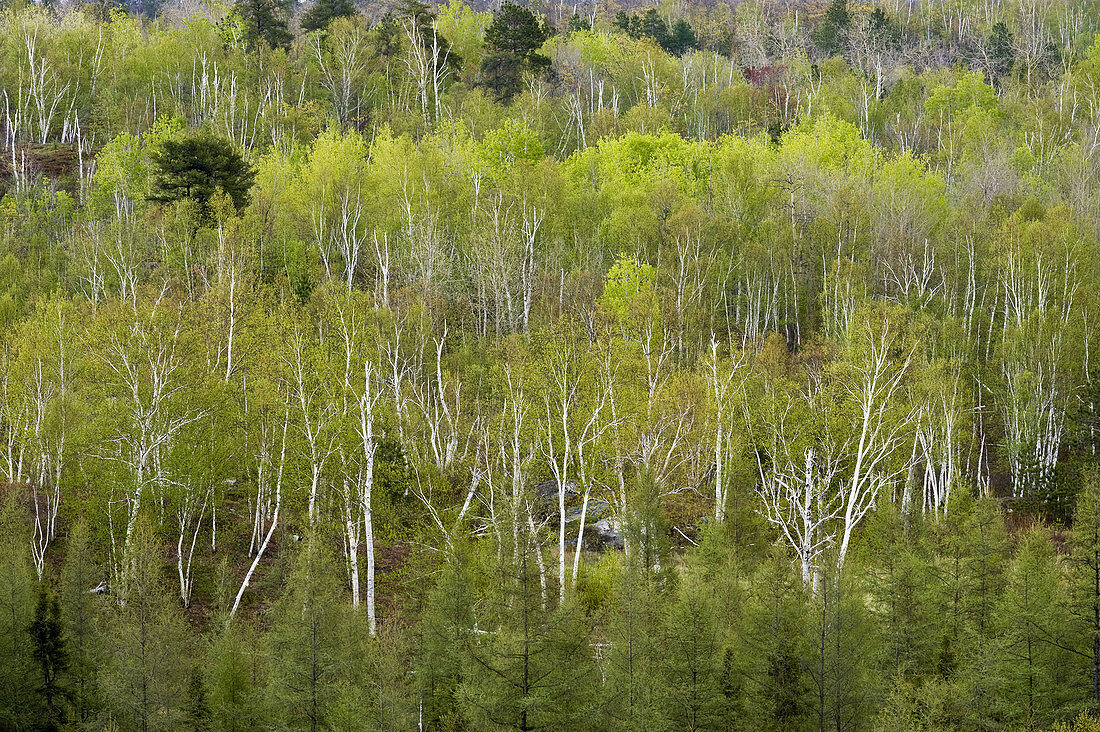 Spring forest near small lake