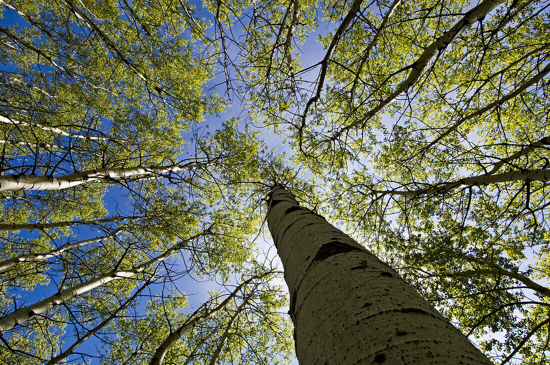 Looking upwards in aspen grove, with emerging spring foliage