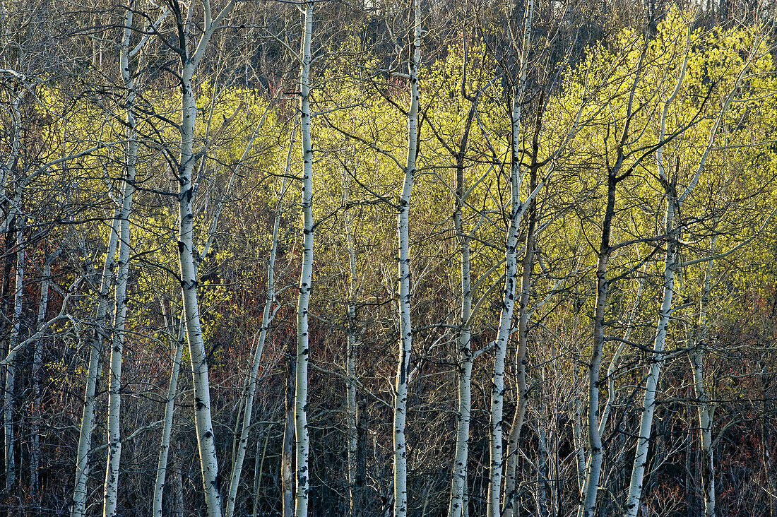 Emerging folige in aspen trees