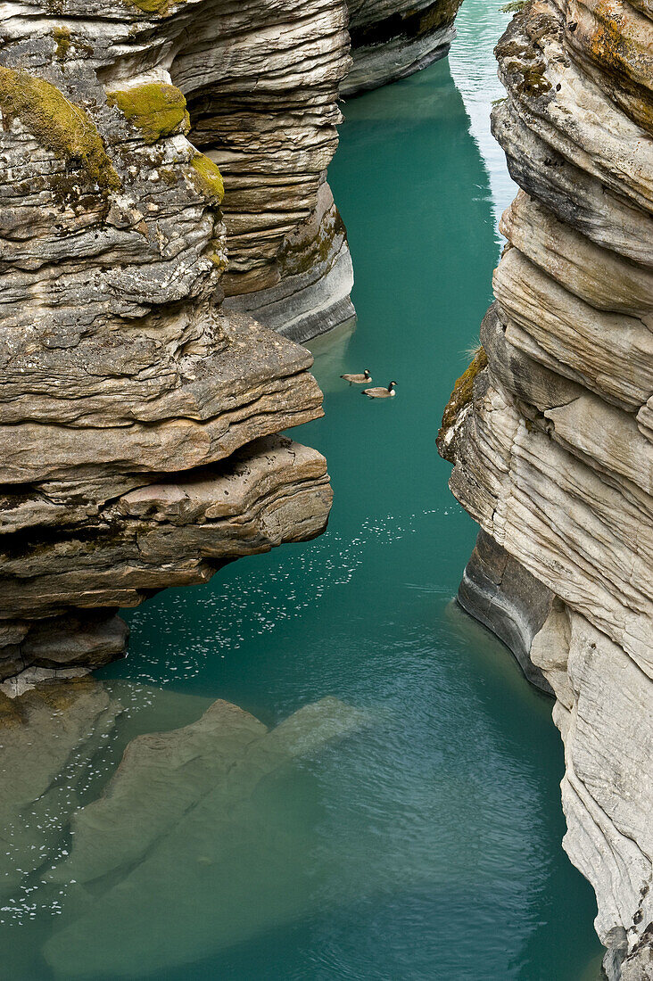 Athabasca River gorge with migratory Canada geese