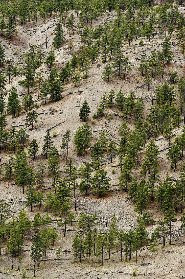 Pine population on Thompson River canyon walls in semi arid environment