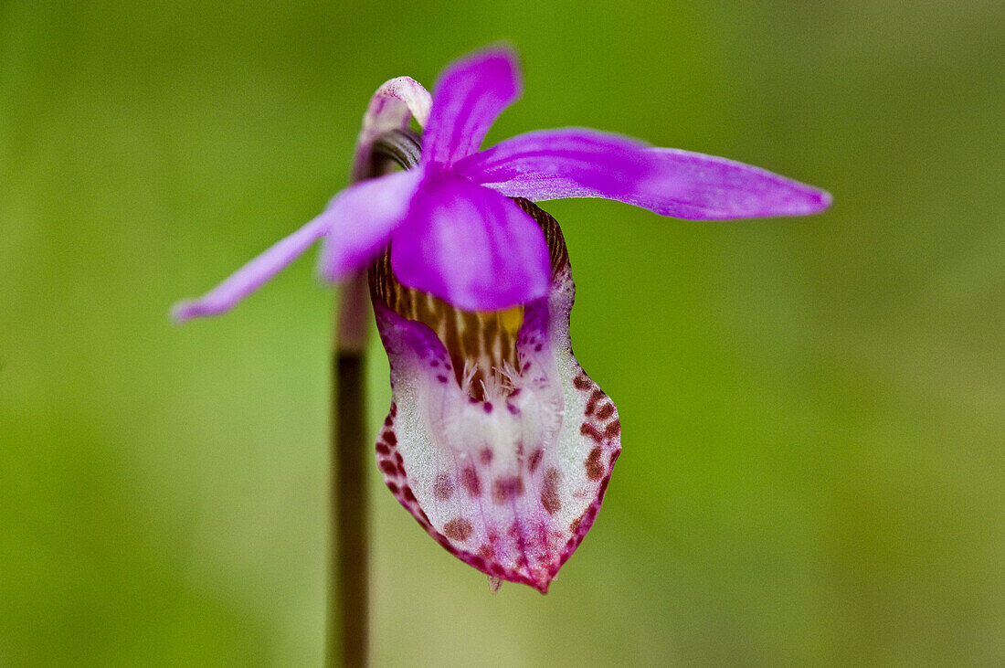 Calypso-Orchidee/Fairy Slipper Calypso bulbosa