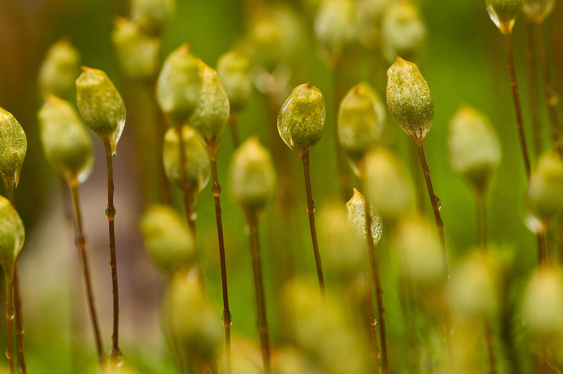 Haircap moss Polytrichium commune Sporangia