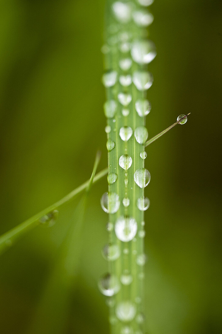 Raindrops on blade of marsh grass