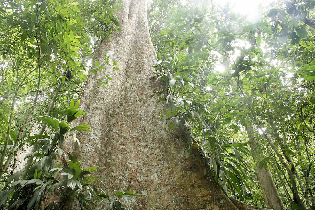 Tree in tropical rainforest, Henri Pittier National Park, Venezuela