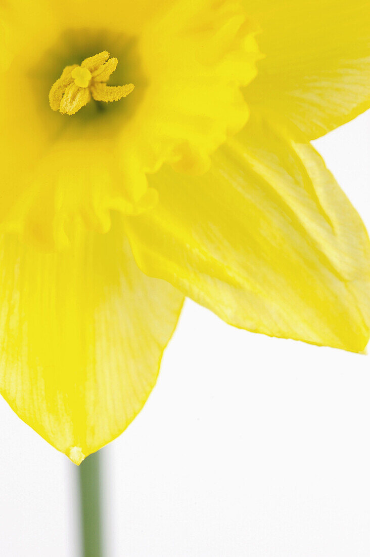 daffodil, daffodils, flower, flowers, colour, colours, color, colors, garden, gardens, field, fields, flowering, yellow, dew, spring, close, close up, up close, centre, middle, vase, background, isolated