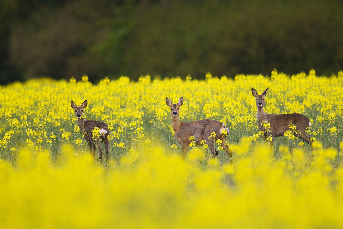 Roe deer (Capreolus capreolus), standing in flowering rape field, Franconia, Bavaria