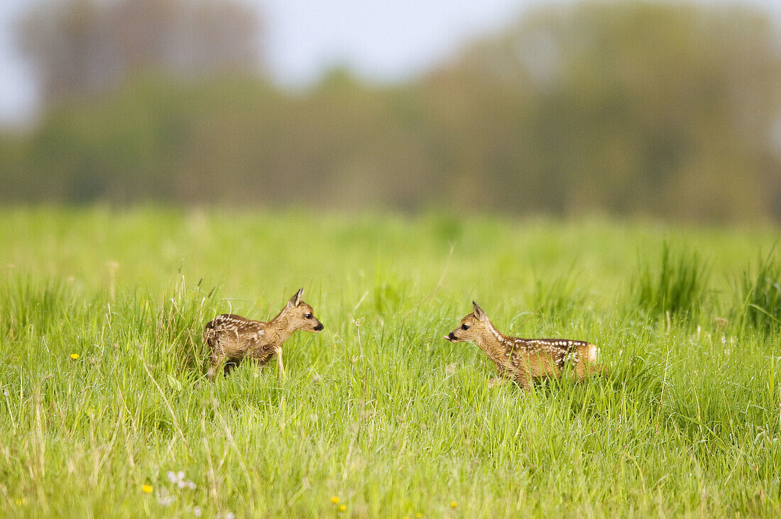 Couple of fawn, roe deer (Capreolus capreolus), standing in meadow