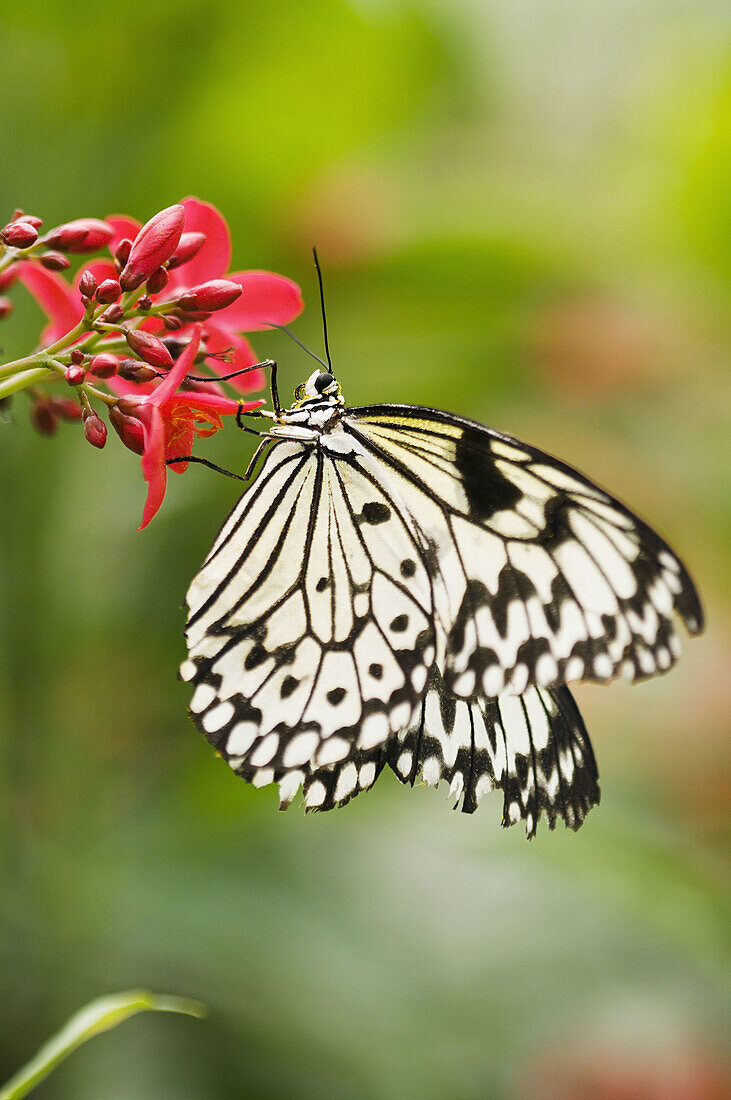 Tropical butterfly in a botanical garden in Germany