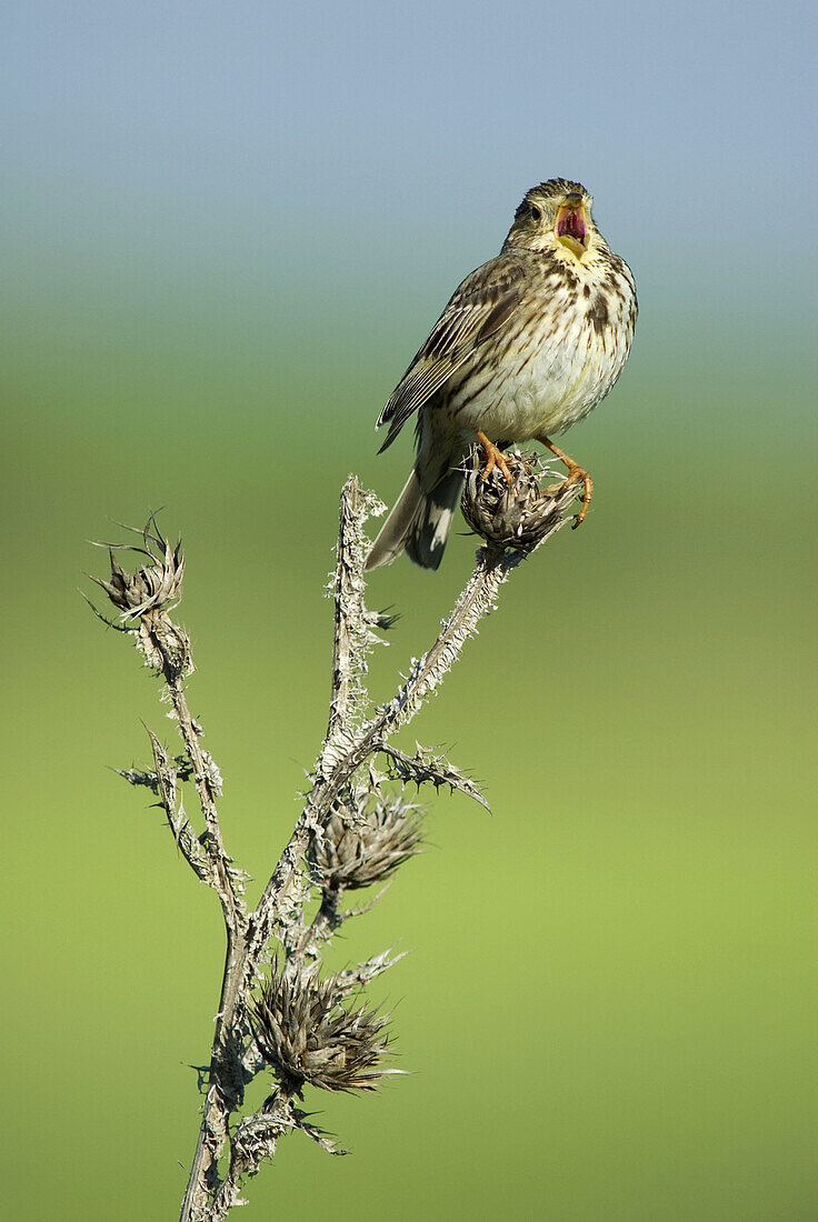 Corn Bunting (Miliaria calandra)