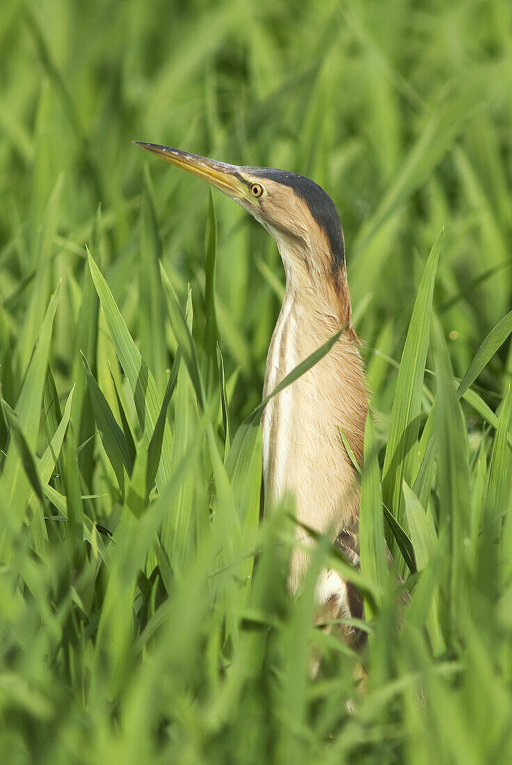 Little Bittern (Ixobrychus minutus)