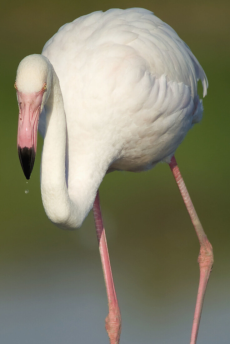 Greater Flamingo (Phoenicopterus ruber roseus)