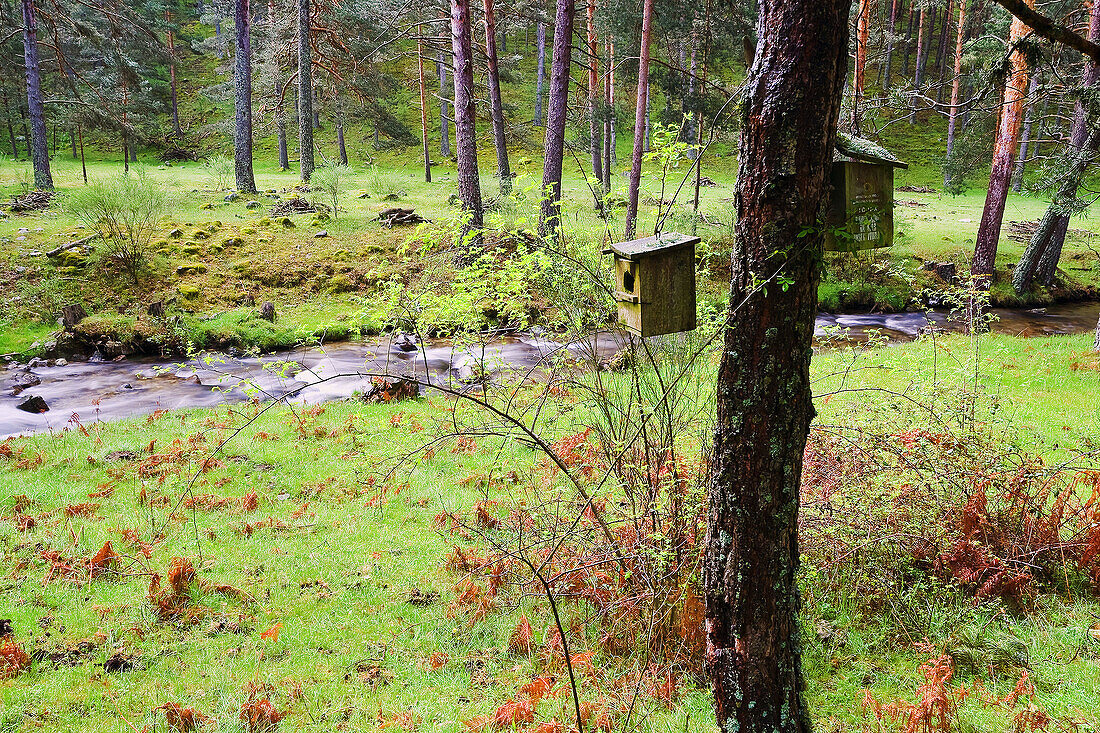 Birdhouses. Moros River. Sierra de Guadarrama. Castile-Leon. Spain.