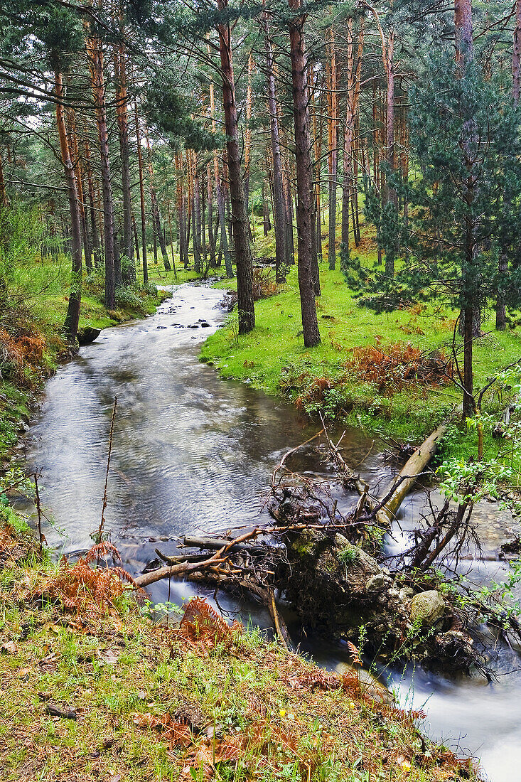 Moros River. Sierra de Guadarrama. Castile-Leon. Spain.