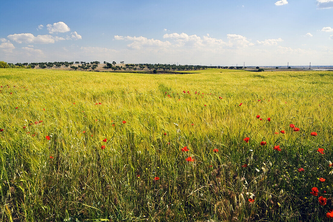 Wheat fields. Pinto. Madrid province. Spain.