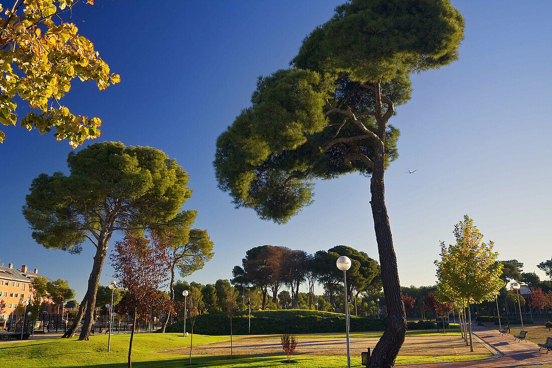 Pines in Fuster park. Pinto. Madrid province. Spain