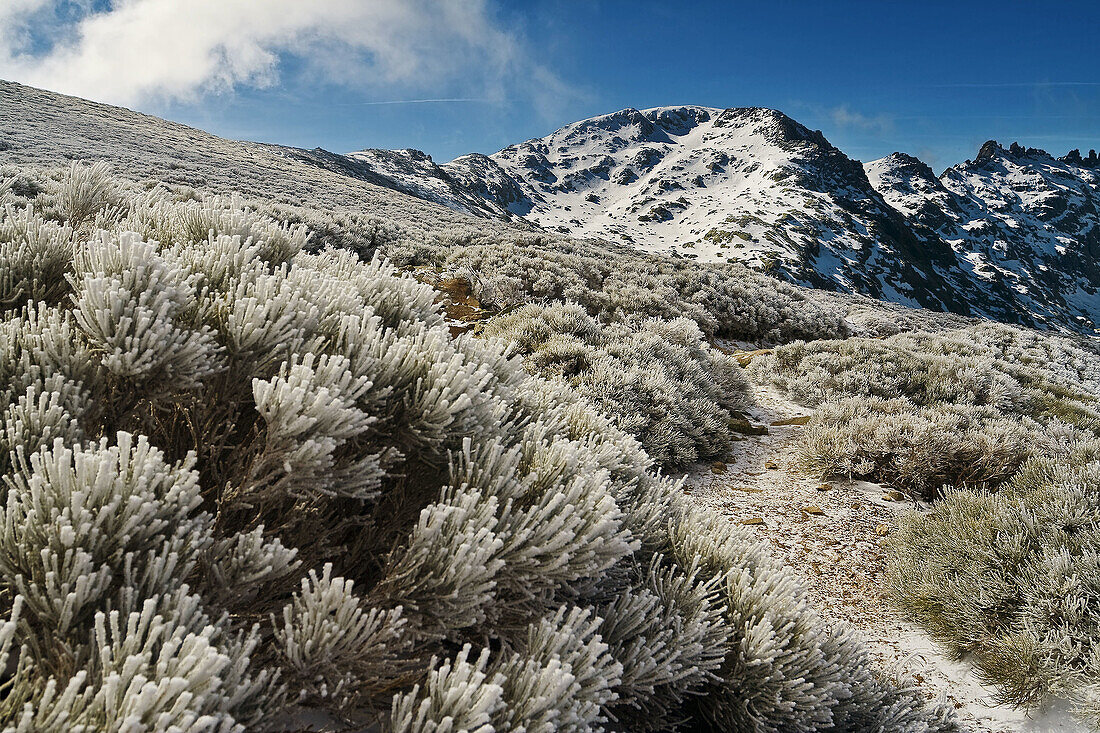 Altos del Morezón. Sierra de Gredos. Castile-Leon. Spain.