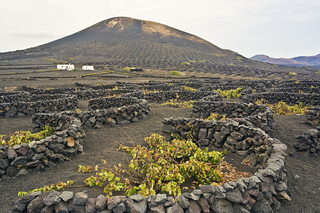 La Geria Lanzarote. Islas Canarias. España.