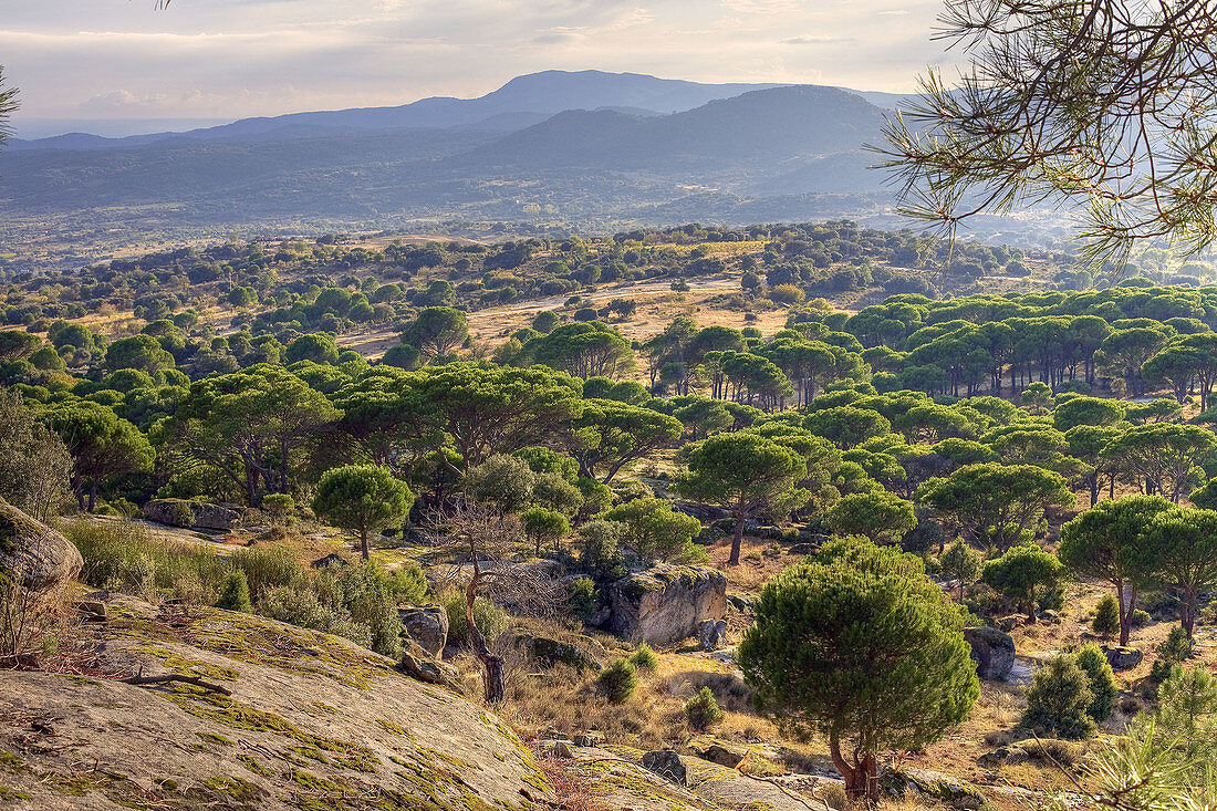 Pinares en Cadalso de los Vídrios. Madrid. España.