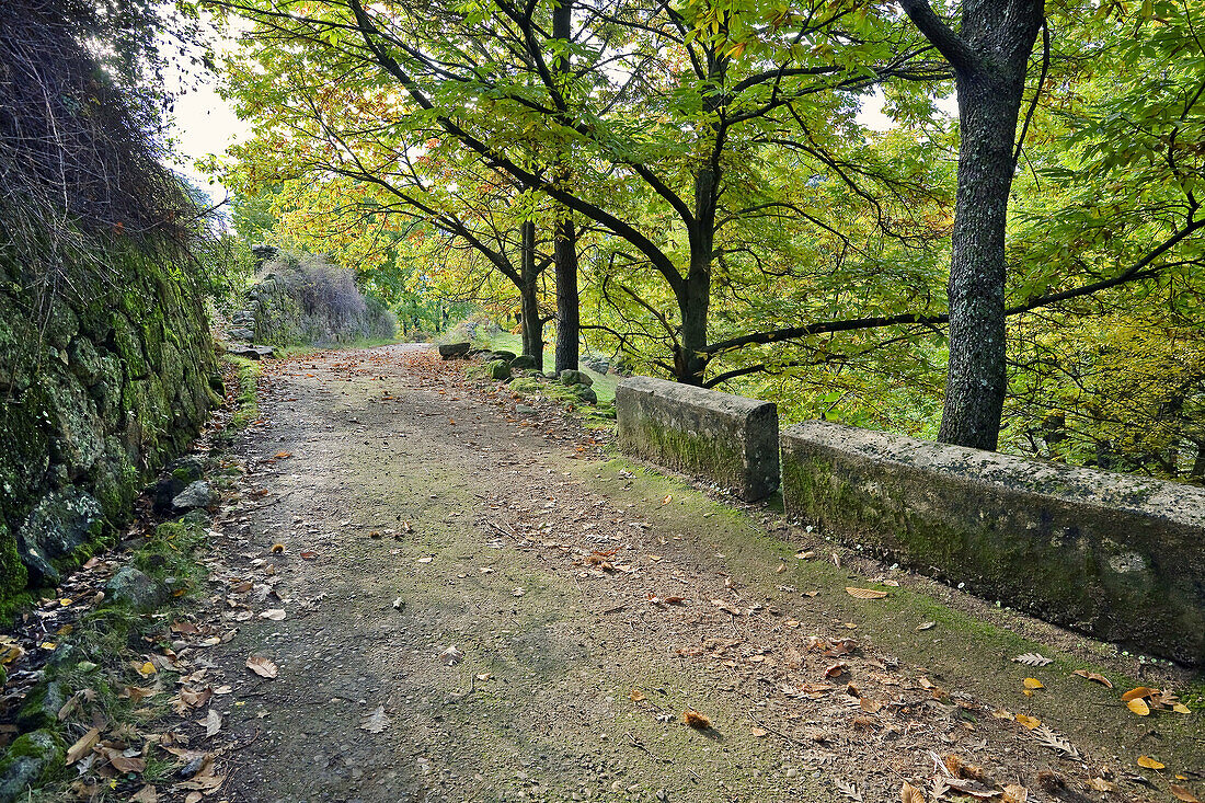 Camino de la Chorrera de Blasco Chico en Gavilanes. Provincia de Ávila. Castilla León. España.