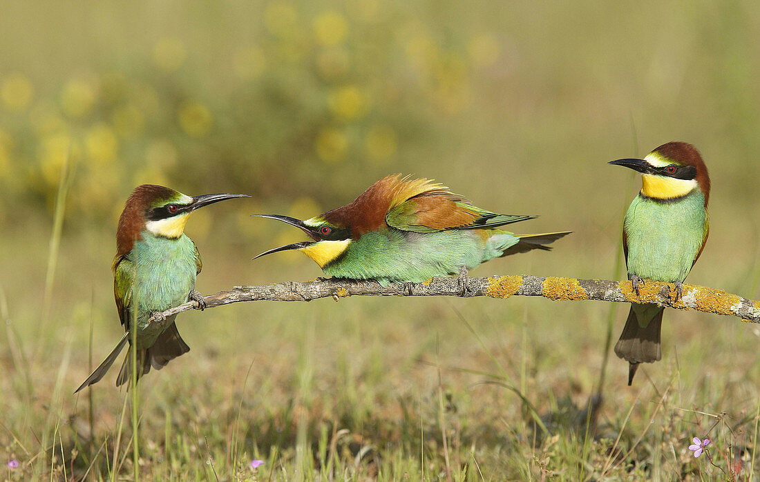 European Bee Eaters (Merops apiaster). Andalusia. Spain