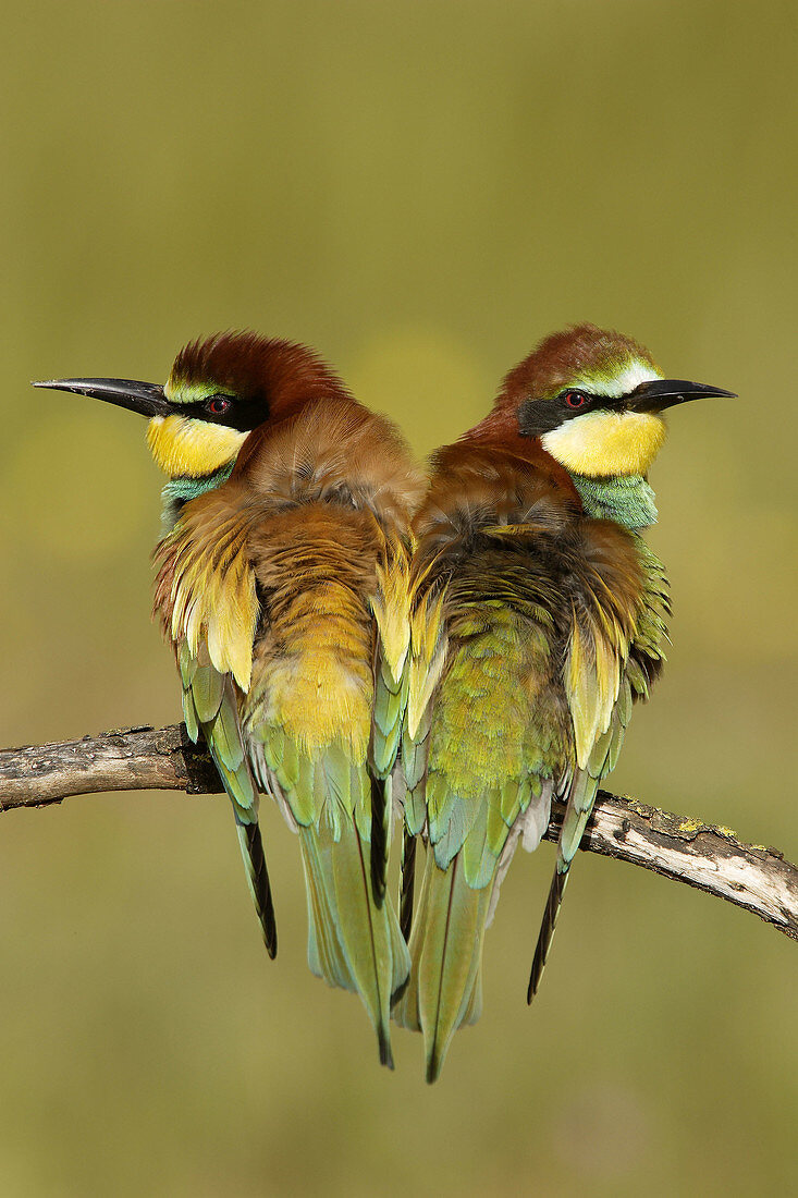 European Bee Eaters (Merops apiaster). Andalusia. Spain