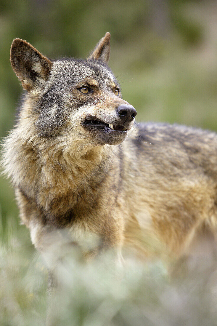 Iberian Wolf (Canis lupus signatus)