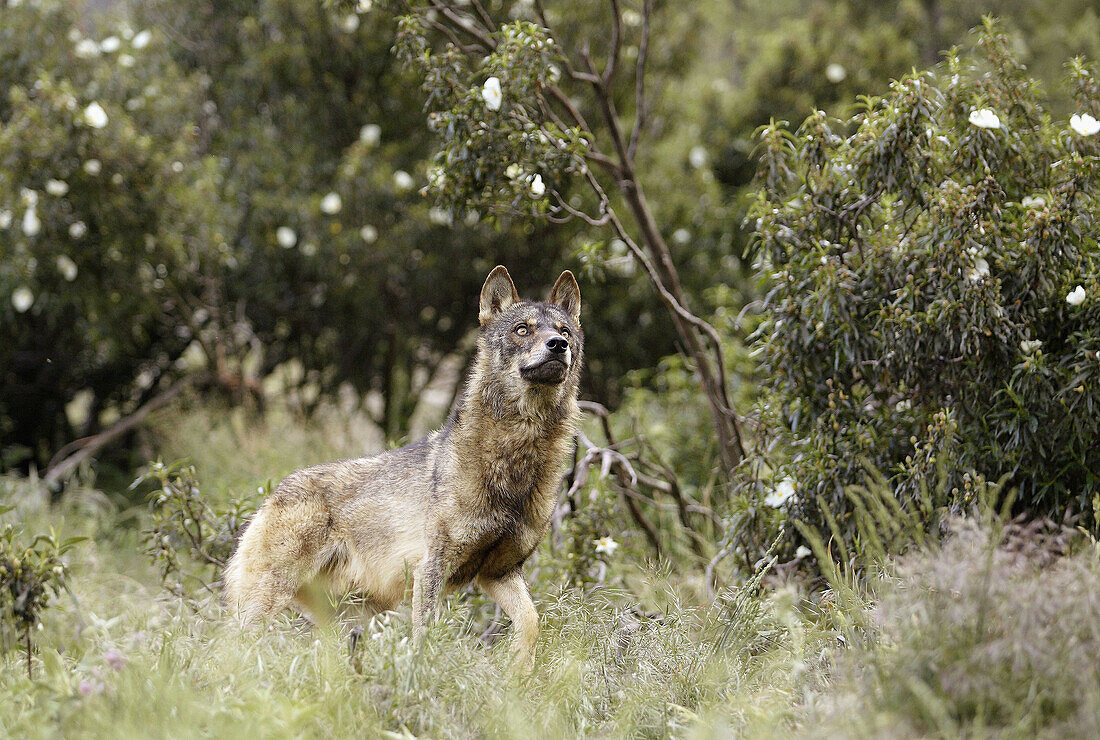 Iberian Wolf (Canis lupus signatus)