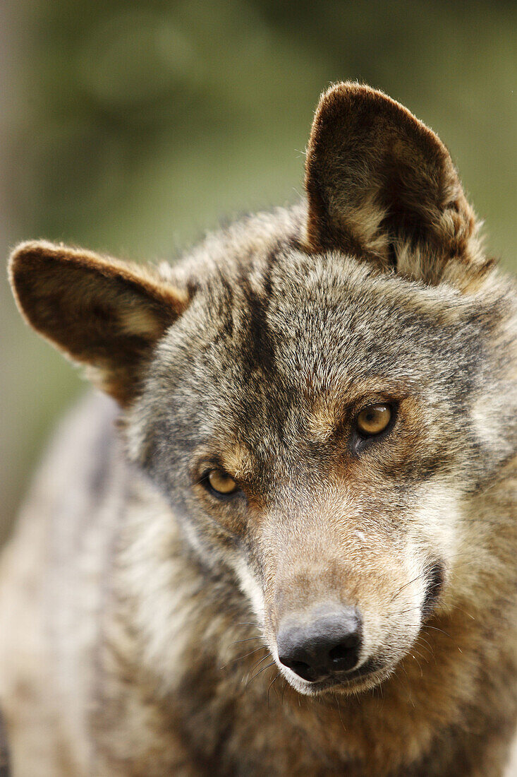 Iberian Wolf (Canis lupus signatus)