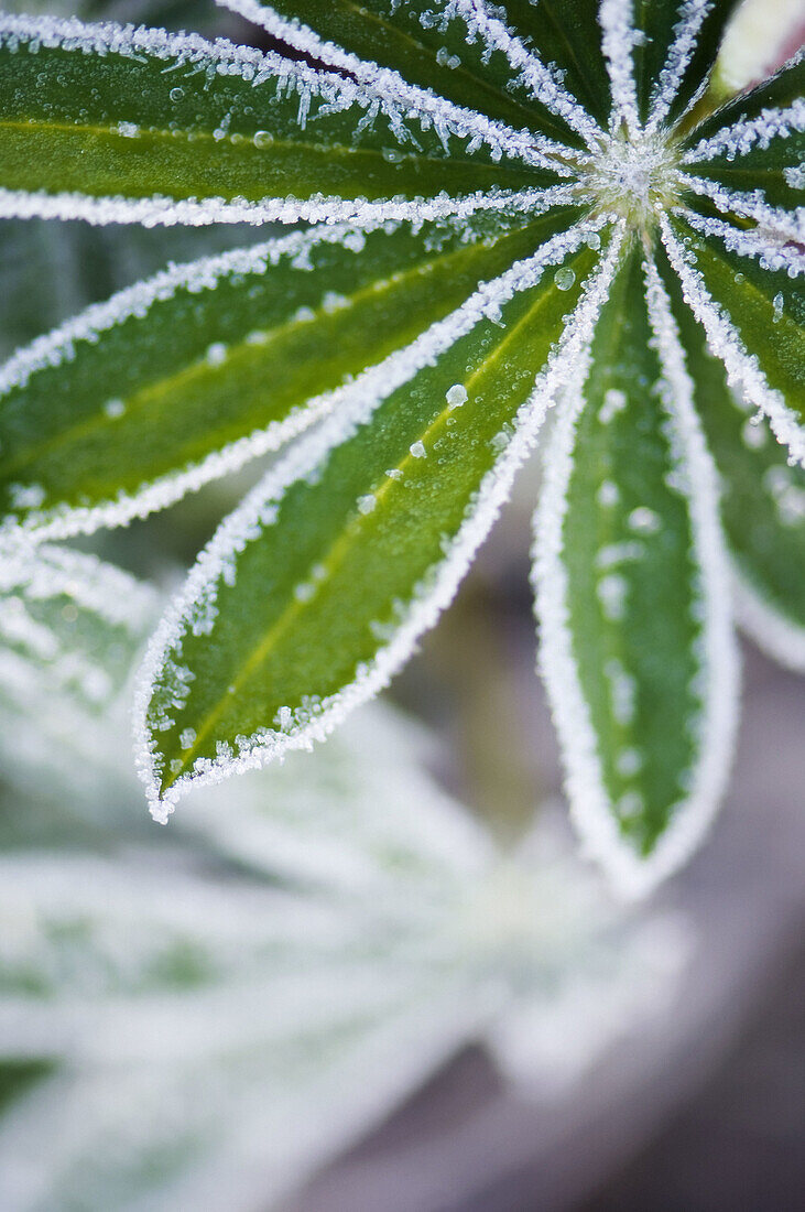 Lupin Leaves Covered with Frost. Lupinus x regalis. November 2007, Maryland, USA