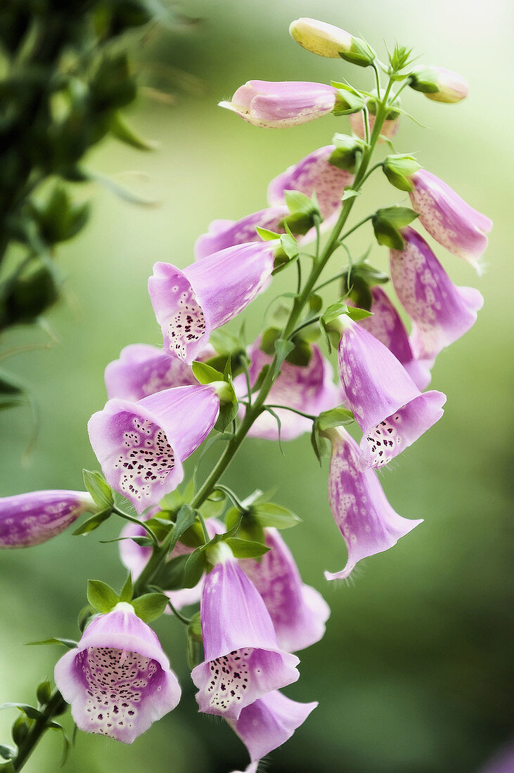 Foxglove. Digitalis purpurea. April 2008, Maryland, USA