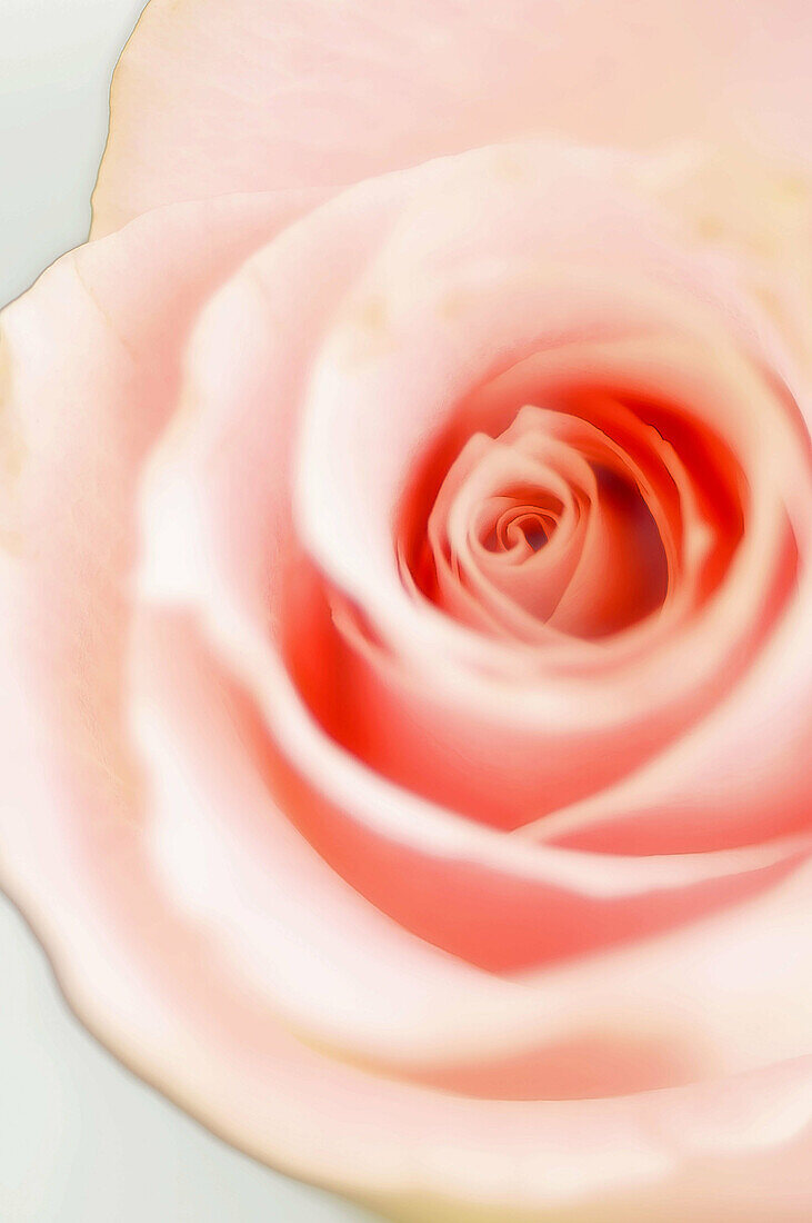 Pink Rose Flower Close_up. Rosa hybrid. February 2008, Maryland, USA