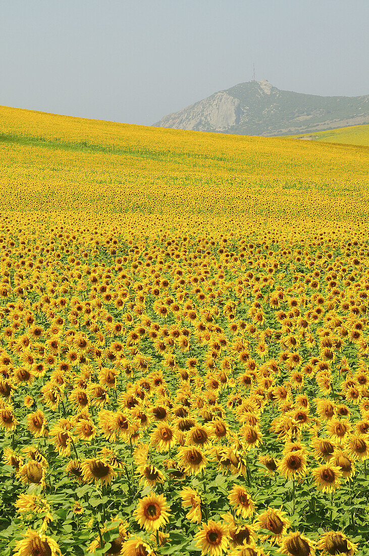 Sunflowers field, Zahara de los Atunes, Andalusia, Spain