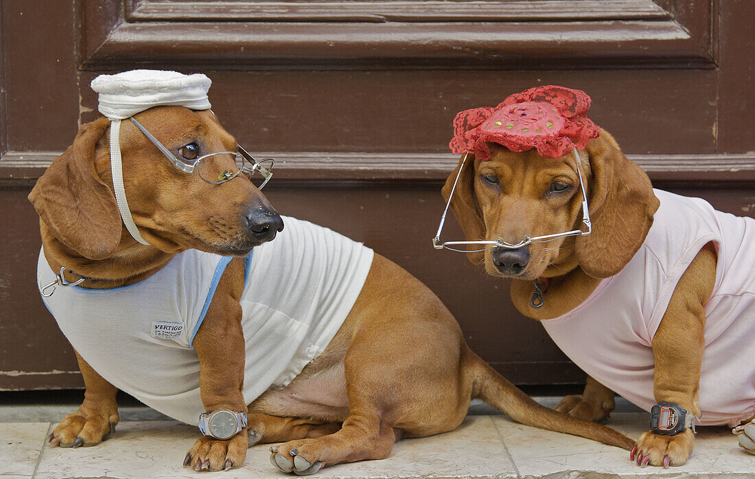 Two dogs dressed up in shirts, hats, eye glasses, and watches.
